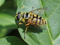 Myathropa florea 21, Doodskopzweefvlieg, Saxifraga-Ab H Baas