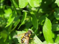 Myathropa florea 37, Doodskopzweefvlieg, Saxifraga-Ben Delbaere