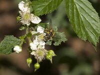Myathropa florea 44, Doodskopzweefvlieg, Saxifraga-Jan van der Straaten