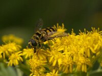 Myathropa florea 57, Doodskopzweefvlieg, Saxifraga-Jan van der Straaten