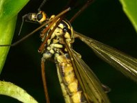 Nephrotoma appendiculata 3, female, Saxifraga-Ab H Baas