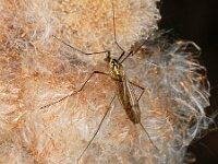 Nephrotoma appendiculata 7, female, Saxifraga-Ab H Baas