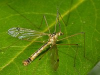 Nephrotoma dorsalis 1, Saxifraga-Ab H Baas