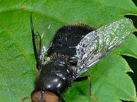 Odontomyia tigrina