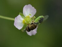 Oplodontha viridula 1, Kleine moeraswapenvlieg, Saxifraga-Rutger Barendse