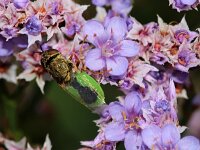 Oplodontha viridula 5, Kleine moeraswapenvlieg, Saxifraga-Sytske Dijksen