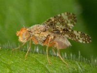 Oxyna parietina 4, Saxifraga-Ab H Baas
