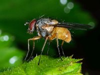 Phaonia rufiventris 1, Saxifraga-Ab H Baas