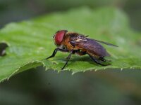 Phasia hemiptera