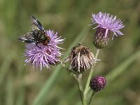 Phasia hemiptera 2, Wantssluipvlieg, Saxifraga-Rob Felix : Animalia, Arthropoda, Diptera, Insecta, Project Natuurbalans, animal, arthropod, dier, dieren, fly, geleedpotige, geleedpotigen, insect, insecten, mug, tweevleugeligen, vlieg