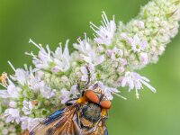 Phasia hemiptera 7, Wantssluipvlieg, Saxifraga-Bart Heijne : 2025, Diptera, Ede, Phasia hemiptera, Tachinidae, insect, juli, tuin, wantssluipvlieg, zomer