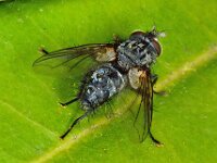 Phorocera obscura 2, Saxifraga-Ab H Baas