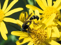 Physocephala rufipes 1, Gewoon knuppeltje, female, Saxifraga-Frits Bink