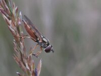 Platycheirus clypeatus 1, Gewoon platvoetje, Saxifraga-Rob Felix : Animalia, Arthropoda, Diptera, Insecta, Project Natuurbalans, animal, arthropod, dier, dieren, fly, geleedpotige, geleedpotigen, insect, insecten, mug, tweevleugeligen, vlieg