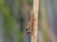 Platycheirus perpallidus 1, Snavelzeggeplatvoetje, Saxifraga-Rob Felix : Animalia, Arthropoda, Diptera, Insecta, Project Natuurbalans, animal, arthropod, dier, dieren, fly, geleedpotige, geleedpotigen, insect, insecten, mug, tweevleugeligen, vlieg