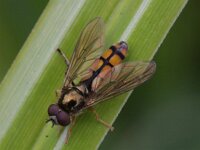 Platycheirus scambus