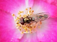 Platycheirus scutatus