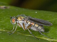 Poecilobothrus nobilitatus