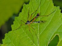 Ptychoptera contaminata 7, Saxifraga-Ab H Baas