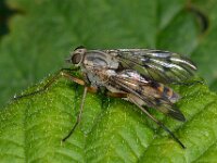 Rhagio scolopaceus 5, Gewone snipvlieg, Saxifraga-Ab H Baas