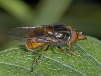 Rhingia campestris