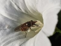 Hoverfly Rhingia campestris feeding inside flower of Hedge bindweed (Calystegia sepium)  Hoverfly Rhingia campestris feeding inside flower of Hedge bindweed (Calystegia sepium) : hoverfly, fruitfly, fly, Rhingia campestris, feeding, flower, white, hedge bindweed, Calystegia sepium, insect, diptera, syrohidae, bug, animal, single animal, wild, invertebrate, wildlife, zoology, biology, fauna, nature, natural, summer, summertime, no people, nobody, outside, outdoor, outdoors, imago