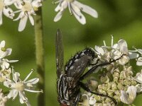 Sarcophaga sp 28, Dambordvlieg, Saxifraga-Jan van der Straaten