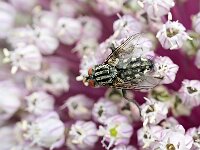 Sarcophagidae sp