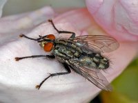 Sarcophagidae #01143 : Sarcophagidae, Flesh-fly, Dambordvlieg