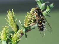 Scaeva selenitica