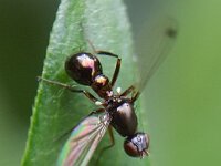 Sepsis sp 2, Wenkvliegje, Saxifraga-Ben Delbaere