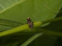 Sicus ferrugineus 15, Roestbruine kromlijf, Saxifraga-Jan van der Straaten