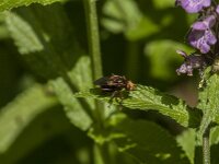 Sicus ferrugineus 19, Roestbruine kromlijf, Saxifraga-Jan van der Straaten