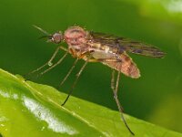 Sylvicola sp