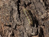 Syrphus ribesii 1, Bessenbandzweefvlieg, larva, Saxifraga-Frits Bink