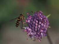 Syrphus vitripennis 1, Klaine bandzweefvlieg, male, Saxifraga-Frits Bink