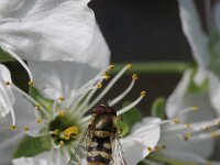 Syrphus vitripennis 5, Kleine bandzweefvlieg, Saxifraga-Rutger Barendse