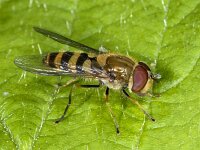 Syrphus torvus #02370 : Soortenregister, Syrphus torvus, Bosbandzwever, male