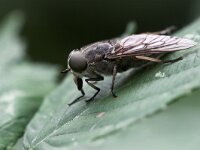 Tabanus autumnalis, Horse fly