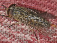 Tabanus bromius 1, Kleine runderdaas, Saxifraga-Ab H Baas