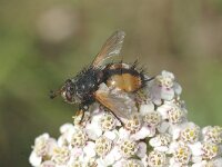 Tachina fera 1, Saxifraga-Marijke Verhagen