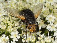 Tachina grossa 3, Stekelsluipvlieg, Saxifraga-Ab H Baas