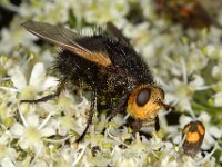 Tachina grossa 4, Stekelsluipvlieg, Saxifraga-Ab H Baas