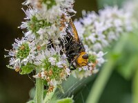 Tachina grossa 6, Stekelsluipvlieg, Saxifraga-Bart Heijne : 2025, Diptera, Ede, Tachina grossa, insect, juli, stack 6, stekelsluipvlieg, tuin, zomer