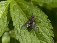 Tachinidae sp 10, Saxifraga-Jan van der Straaten