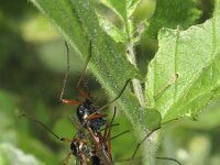 Tanyptera atrata 3, Houtlangpootmug, Saxifraga-Rob Felix : Animalia, Arthropoda, Diptera, Insecta, Project Natuurbalans, animal, arthropod, dier, dieren, fly, geleedpotige, geleedpotigen, insect, insecten, mug, tweevleugeligen, vlieg