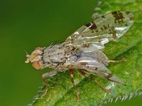 Tephritis hyoscyami 1, Saxifraga-Ab H Baas