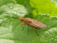 Tetanocera sp 1, Saxifraga-Ab H Baas