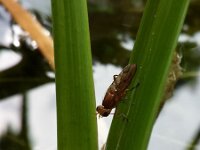 Tetanocera sp 5, Saxifraga-Ben Delbaere