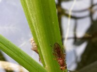 Tetanocera sp 6, Saxifraga-Ben Delbaere